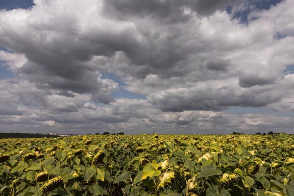 Basket Ripe Sunflower Background Field — Stock Photo, Image