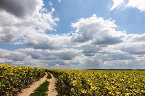 Tournesols Mûrs Séchés Prêts Sur Terrain Long Une Route Rurale — Photo