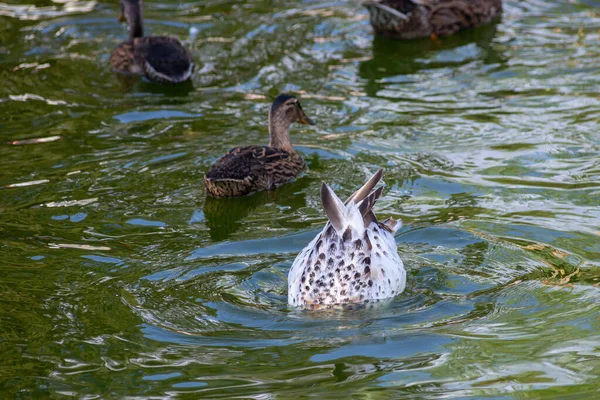 Large Flock Ducks Eats Abandoned Bread Lake Ducks Drakes Swim — Stock Photo, Image