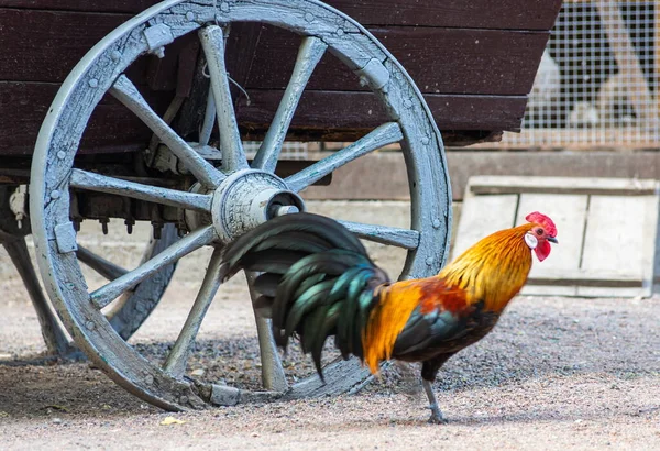 Een Heldere Haan Met Een Rode Kam Een Kale Rode — Stockfoto