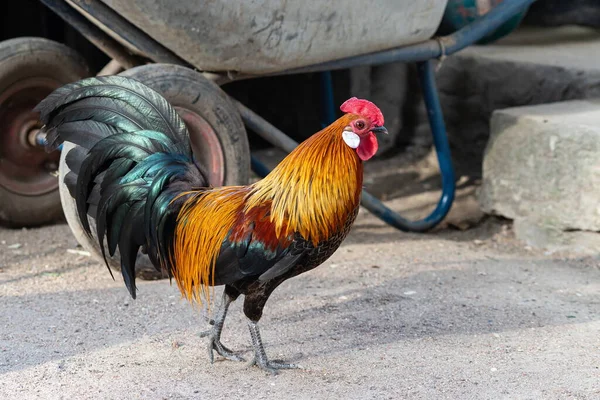 赤い櫛と裸の赤い首を持つ明るい雄鶏は 素朴な背景に立っています — ストック写真