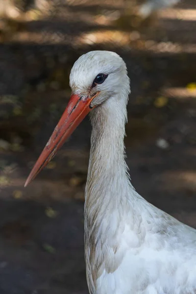 Fechar Uma Cegonha Branca Europeia Livre Pássaro — Fotografia de Stock