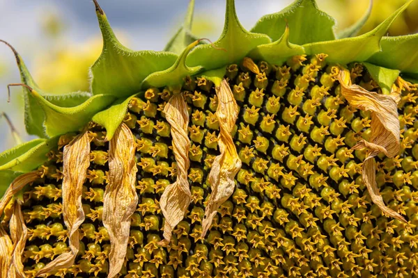 Sun Flowers Seeds Close Background Sunny Day Agrocultural Field — Stock Photo, Image