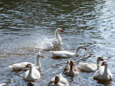 Bir grup yerli beyaz çiftlik kazları yüzer ve su sıçratır kirli çamurlu suya, ilk sıcak güneş ışınlarının tadını çıkarırlar, doğanın huzur ve sükuneti, saf ekoloji tarım kavramı