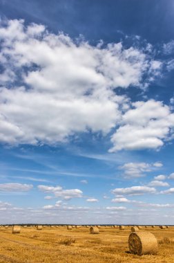 Gıda için toplanan tahıl, güneşli bir yaz gününde buğday tarlası, gökyüzü...