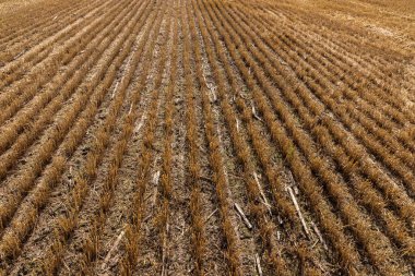 Hasattan sonra tarlada sakal. Yazın tarlada mısır gevreği kes. Bir yaz günü tarlada ince sıra tahıl mahsulleri. Yakın plan, kenar görünüm