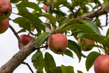 Olgun elma bir bahçede bir ağaç üzerinde şube.