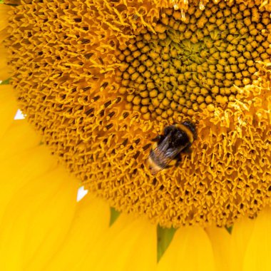Siyah ve sarı çizgili arı, bal arısı, polen saçan ayçiçekleri sarı yapraklı ve siyah tohumlu tek bir ayçiçeğinin düşük seviyeli görüntüsünü kapatın.