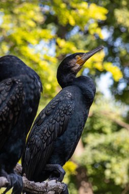 Büyük karabatak, Phalacrocorax karbo, ağaçta oturuyor..