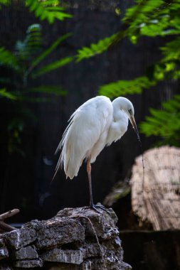 Büyük balıkçıl ya da ardea alba doğal yeşil arkaplana sahip bir dala tünemiş..