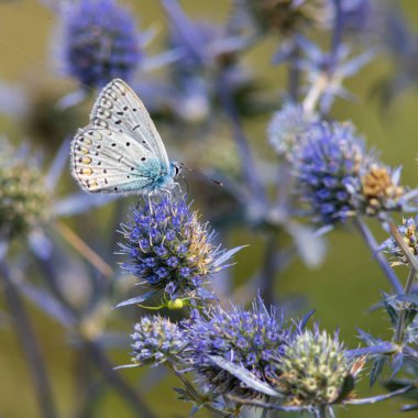 Eryngium çiçeklerindeki arılar. Arı bahçedeki bir çiçeği döller..