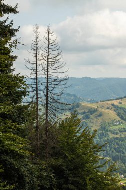 Ukrayna Karpatları 'nın dağ yamaçlarında. Dağın tepeleri ve ormanlar mavi gökyüzünün arka planında.