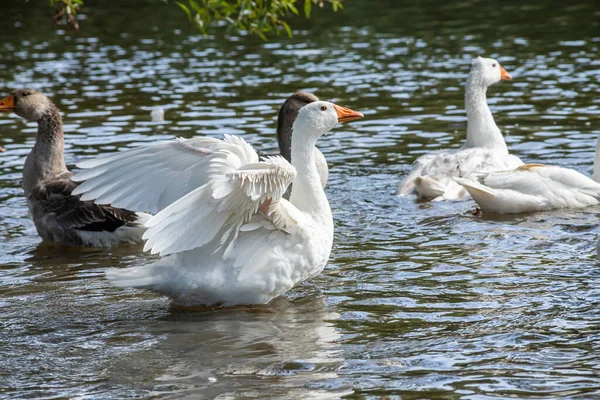 Skupina Domácích Bílých Farem Husy Plavat Cákat Vody Kapky Špinavé — Stock fotografie