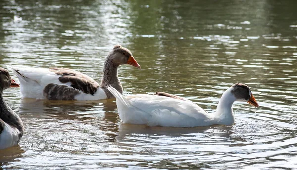 Šedé Husy Plavou Vodě Domácí Husy Plavání Jezírku — Stock fotografie