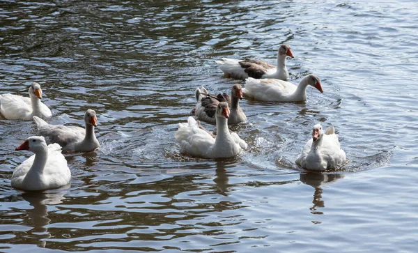 灰鹅在水里游泳 家鹅在池塘里游泳 — 图库照片
