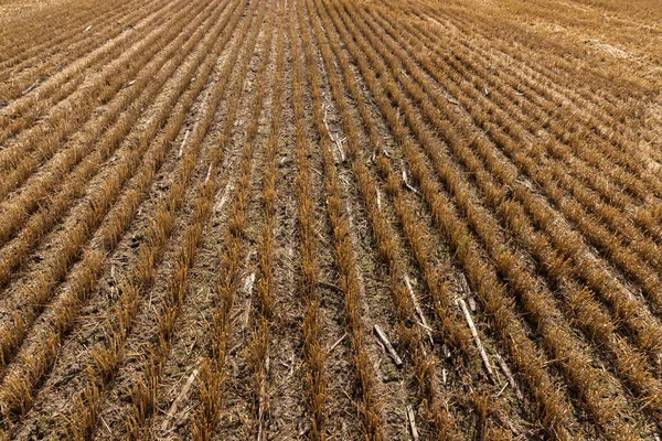 Stoppel Het Veld Oogst Snijd Stengels Van Granen Het Veld — Stockfoto