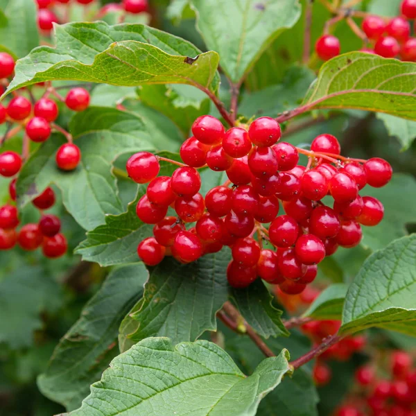 Autumn Branch Viburnum Rain Falling Drops Ripe Juicy Red Berries — Stock Photo, Image