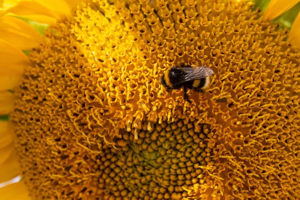 Black and yellow striped bee, honey bee, pollinating sunflowers close up low level view of single sunflower head with yellow petals and black seeds