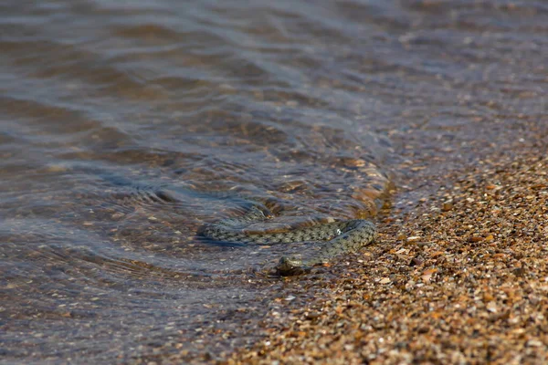 Natrix Tessellata Водяная Змея Пляже — стоковое фото