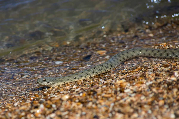 Natrix Tessellata Vodní Had Pláži — Stock fotografie