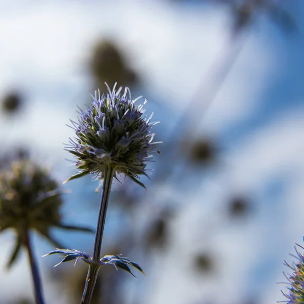 Mavi Işıltı Küresi Nin Yakın Plan Fotoğrafı Echinops Bannaticus Diker — Stok fotoğraf