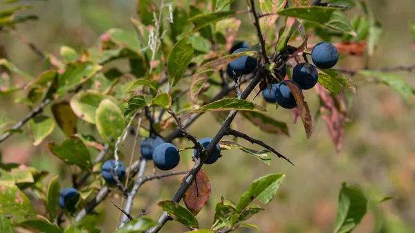 Blackthorn Trnky Nebo Prunus Spinosa Rostoucí Větvi Stromu — Stock fotografie