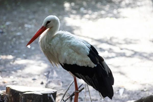 Gros Plan Une Cigogne Blanche Européenne Oiseau Plein Air — Photo