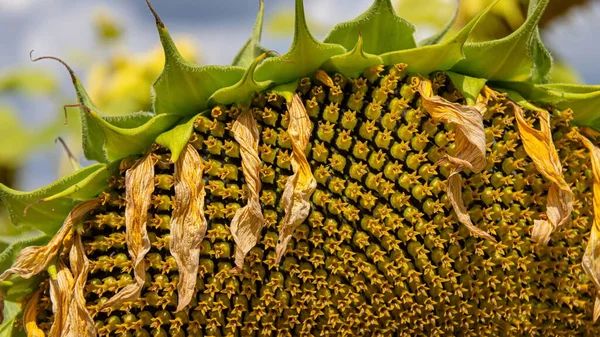Sun Flowers Seeds Close Background Sunny Day Agrocultural Field — Stock Photo, Image