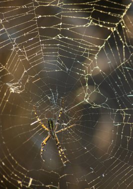 Çiy damlalarıyla örümceğin ağlarının arka planı. Web makrosu. Görüntü ile güneş ışığında soyut doğal arkaplan. Yüzeyin derinliği. Örümcek ağının güzel çizgileri