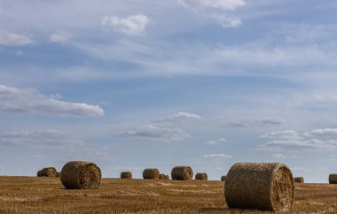 Gıda için toplanan tahıl, güneşli bir yaz gününde buğday tarlası, gökyüzü...