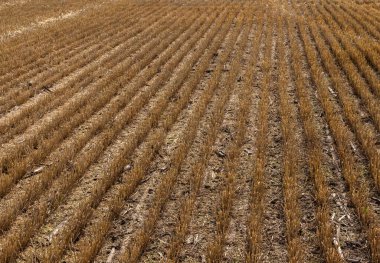 Hasattan sonra tarlada sakal. Yazın tarlada mısır gevreği kes. Bir yaz günü tarlada ince sıra tahıl mahsulleri. Yakın plan, kenar görünüm
