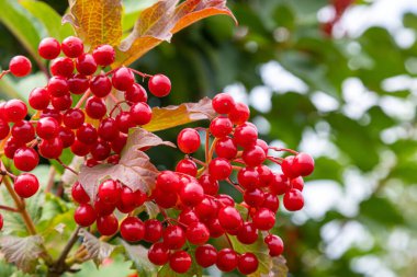 Sonbahar viburum yağmurda, düşen damlalar. Olgun kırmızı böğürtlen viburnum opulus, yeşil yapraklar, makro. Hasat, sonbahar arkaplanı