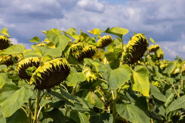 Tarlanın arka planında olgun bir ayçiçeği sepeti.
