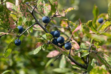 Bir ağaç dalında yetişen Blackthorn sloe veya prunus spinosa.