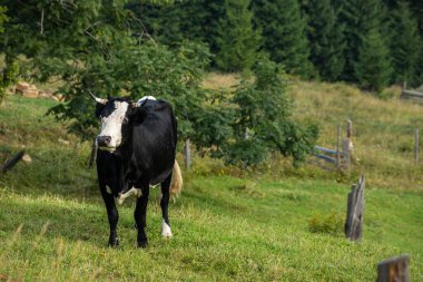 Dağ yamacının yeşil çimlerinde inekler otlar..