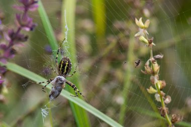 Yırtıcı yaban arısı, Argiope bruennichi, karın bölgesinde sarı ve siyah çizgilerle avını yakalar ve felç eder..