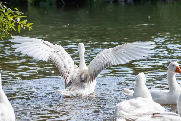 Group Domestic White Farm Geese Swim Splash Water Drops Dirty — Stock Photo, Image