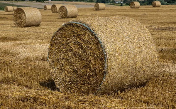 Pilhas Palha Fardos Feno Enrolados Pilhas Deixadas Após Colheita Espigas — Fotografia de Stock