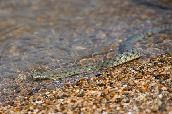 Natrix Tessellata Cobra Água Praia — Fotografia de Stock