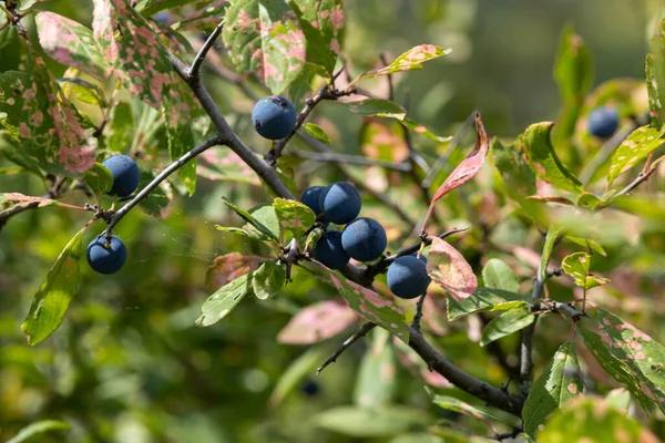 Blackthorn Trnky Nebo Prunus Spinosa Rostoucí Větvi Stromu — Stock fotografie