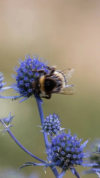 Hummel Sitzt Auf Einem Ast Eines Kehlkopfes Und Sammelt Pollen — Stockfoto