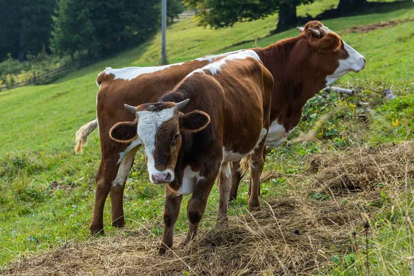 Cows Graze Green Grass Mountain Slope — Stock Photo, Image