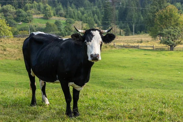 Vacas Pastan Hierba Verde Ladera Montaña — Foto de Stock