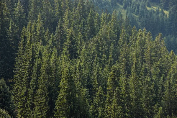 Pohled Shora Vrcholky Stromů Jehličnatých Lesů Karpatech — Stock fotografie