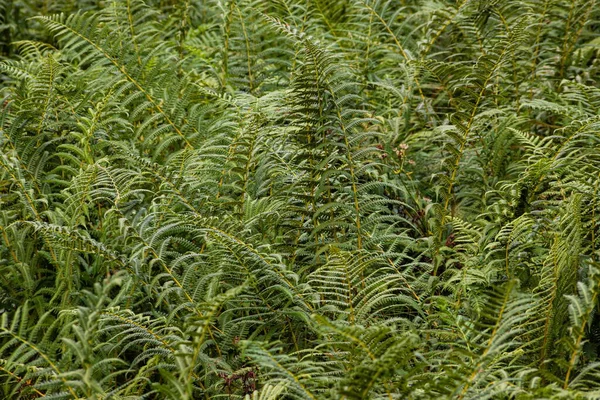 Sfondo Naturale Carta Parati Belle Foglie Felce Verde Nel Bosco — Foto Stock