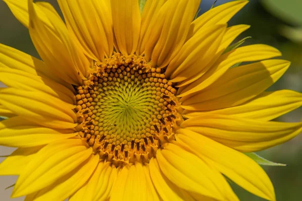 Środek Kwiatostanu Żółtych Słoneczników Polu Rosnące Jedzenie Pole Słonecznika Podczas — Zdjęcie stockowe