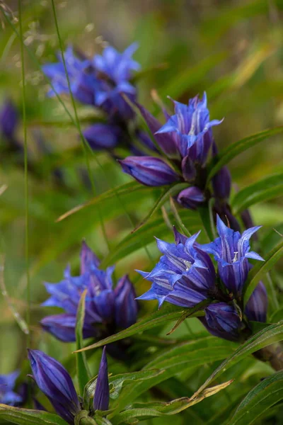 Gentiana Asclepiadea ヤナギ属 英語版 ヤナギ科の開花植物の一種である ウィロー ジェンティアナアスクレピアデアは中くらいの高さの青花の山のハーブです — ストック写真