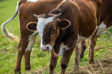 Dağ yamacının yeşil çimlerinde inekler otlar..