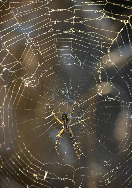 stock image Background of the threads of a spider web with dew drops. Web macro. Abstract natural background in the sunlight with the blur. Shallow depth of field. Beautiful lines of a spider web