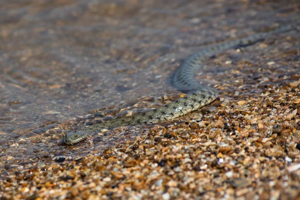 海滩上的Natrix Tessellata水蛇 — 图库照片
